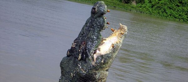 Crocodile  - Sputnik Afrique
