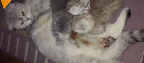 L’amour d’une mère ne connait pas de limite: un chat «adopte» un bébé écureuil au Kazakhstan - Sputnik Afrique