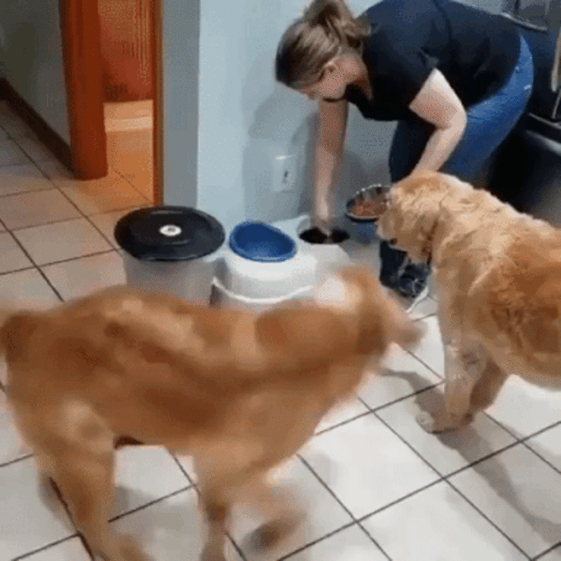 Avoir un chien, c’est comme avoir une machine à mouvement perpétuel! - Sputnik Afrique