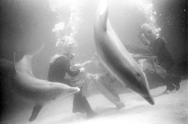 L'océanarium de Miami (image d'illustration) L'océanarium de Miami (image d'illustration) - Sputnik Afrique