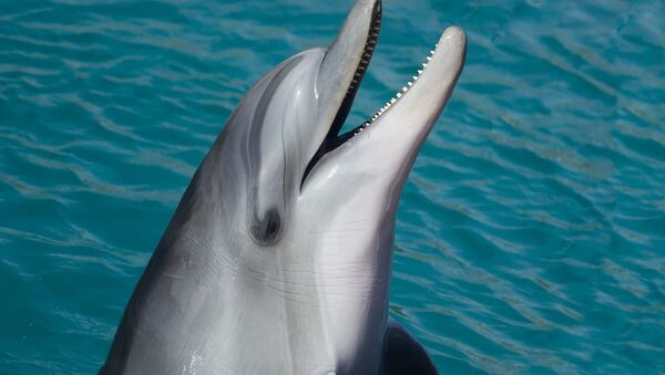 Un dauphin - Sputnik Afrique