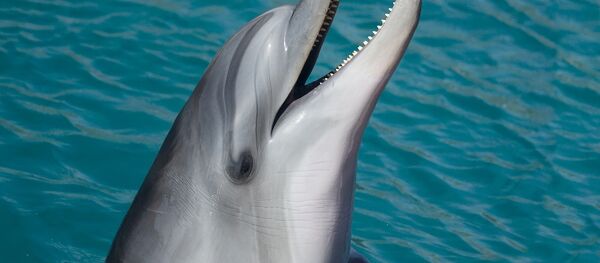 Un dauphin - Sputnik Afrique