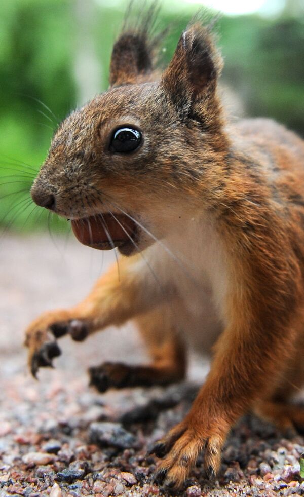 Un écureuil Un écureuil - Sputnik Afrique