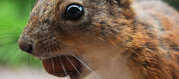 Un écureuil - Sputnik Afrique