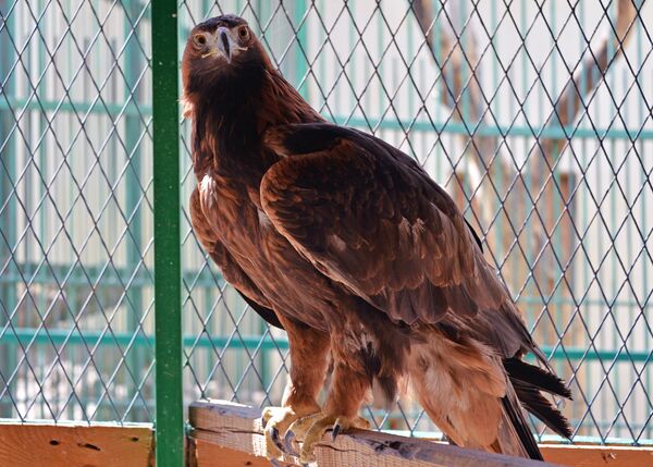 Un aigle Un aigle - Sputnik Afrique