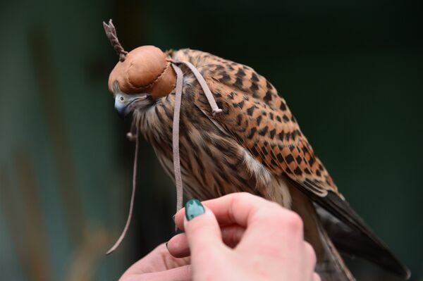 Une crécerelle (image d'illustration) Une crécerelle (image d'illustration) - Sputnik Afrique