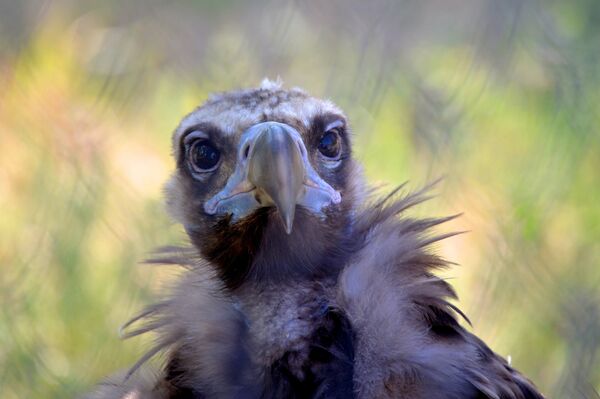 Un vautour Un vautour - Sputnik Afrique