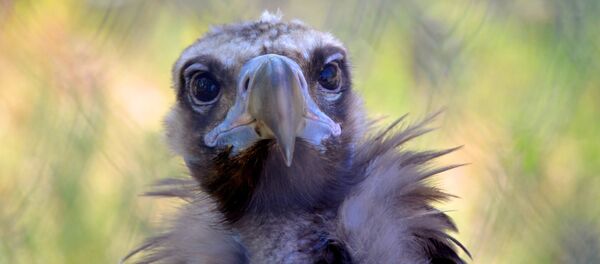 Un vautour - Sputnik Afrique