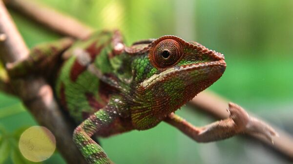 Un caméléon - Sputnik Afrique