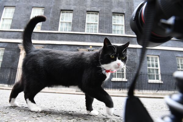 Palmerston Palmerston - Sputnik Afrique