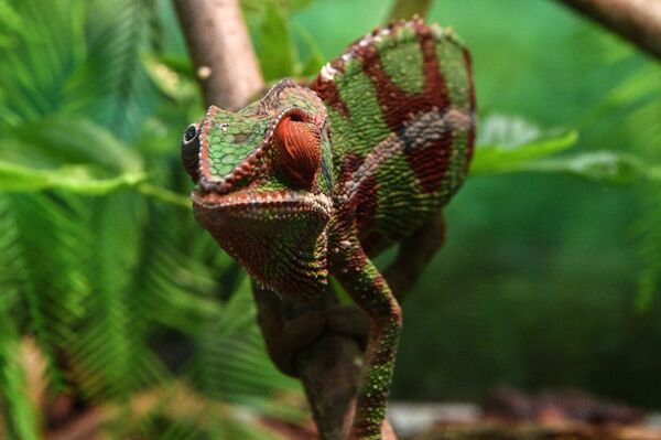 Un caméléon Un caméléon - Sputnik Afrique