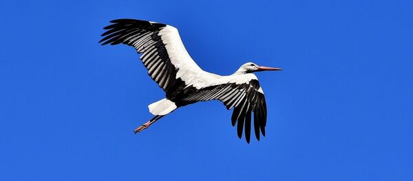 Une cigogne Une cigogne - Sputnik Afrique