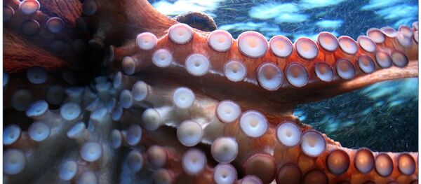 calmar - Sputnik Afrique