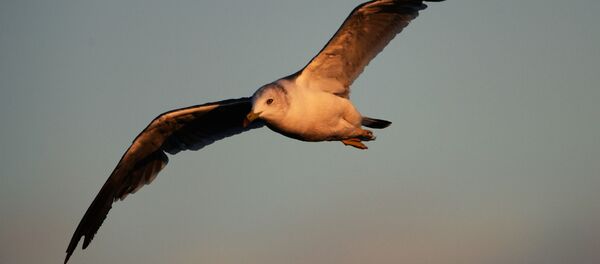 Une mouette - Sputnik Afrique