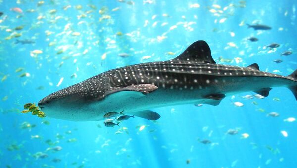 Whale shark Georgia aquarium - Sputnik Afrique