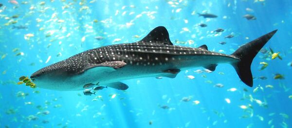 Whale shark Georgia aquarium - Sputnik Afrique