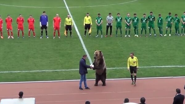 Cet ours est sorti de son hibernation pour ouvrir un match de foot en Russie! - Sputnik Afrique