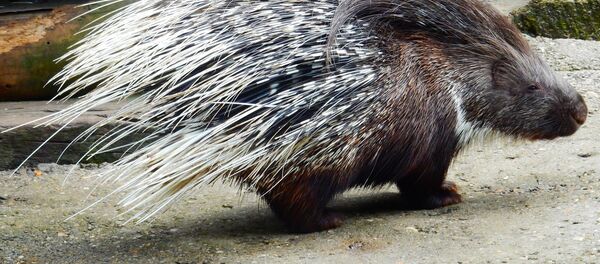 Un porc-épic - Sputnik Afrique