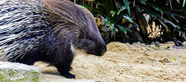 Un porc-épic Un porc-épic - Sputnik Afrique