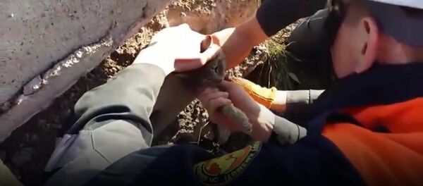 Ce chat a failli perdre l’une de ses neuf vies - Sputnik Afrique