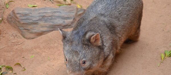 Un wombat - Sputnik Afrique