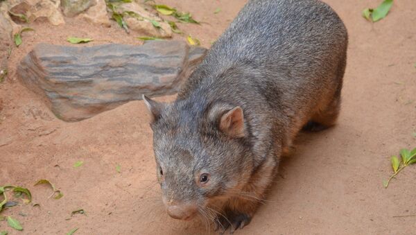 Un wombat - Sputnik Afrique