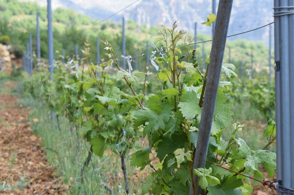 «Chateau Wadih» «Chateau Wadih» - Sputnik Afrique