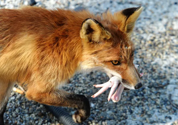 Un renard avec ses petits s’est installé près de l’océanarium sur l’île Rousski Un renard avec ses petits s’est installé près de l’océanarium sur l’île Rousski - Sputnik Afrique