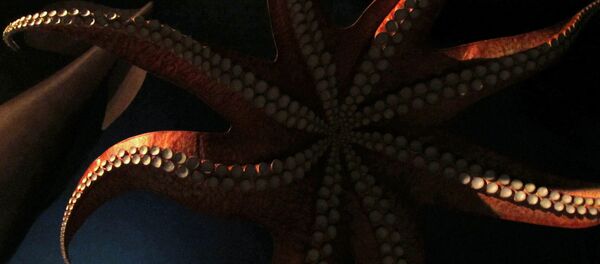 Une pièvre - Sputnik Afrique