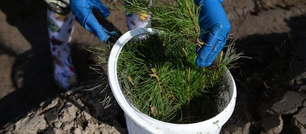 Un petit pin - Sputnik Afrique