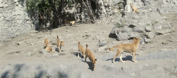 Des dingos - Sputnik Afrique
