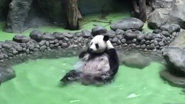 Un Panda se détend en se baignant dans une piscine - Sputnik Afrique