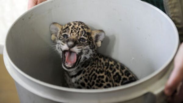 Un bébé jaguar - Sputnik Afrique