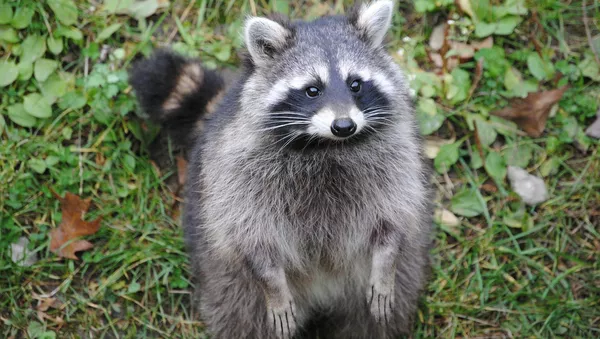 Raccoon - Sputnik Afrique