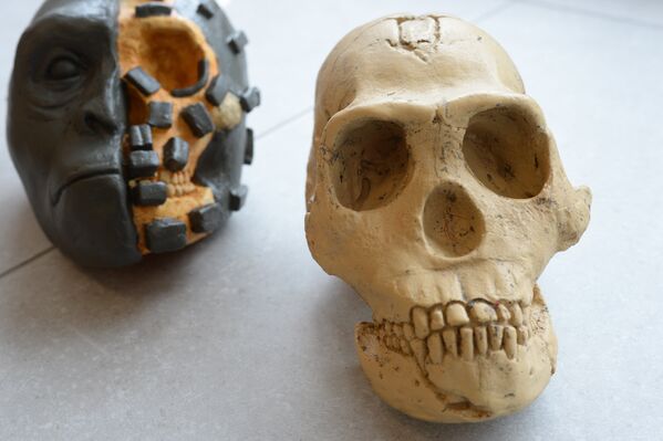 Démonstration grandeur nature de la méthode de reconstitution sculptée sur l'exemple du moulage d'un crâne d'Homo naledi et une semi-reconstitution - Sputnik Afrique