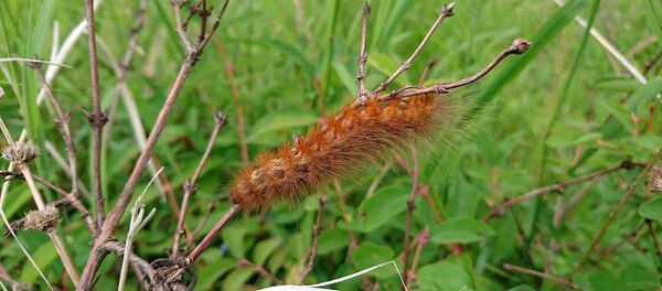 chenille - Sputnik Afrique