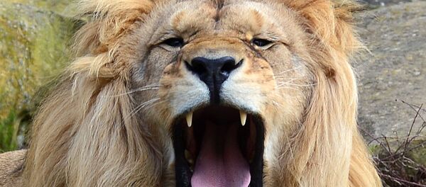 Un lion - Sputnik Afrique