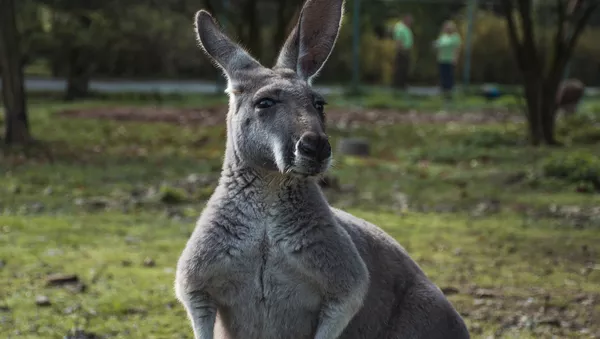 Kangaroo - Sputnik Afrique