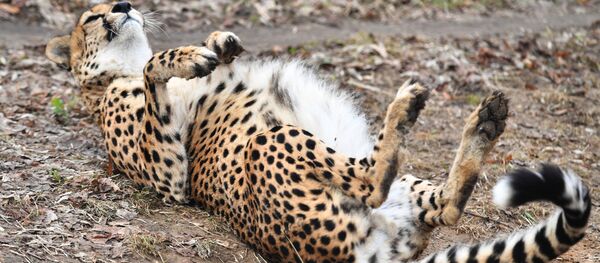 Un guépard (image d'illustration) - Sputnik Afrique