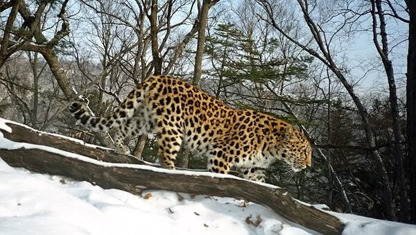 Un léopard de l'Extrême-Orient - Sputnik Afrique