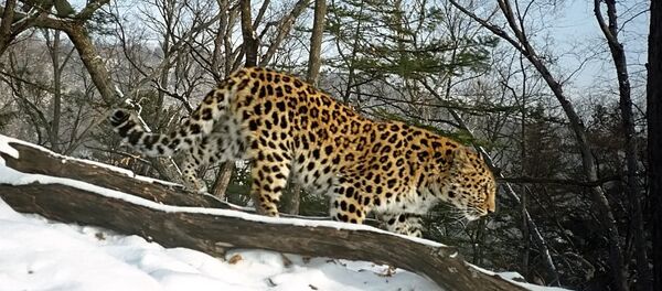 Дальневосточный леопард - Sputnik Afrique