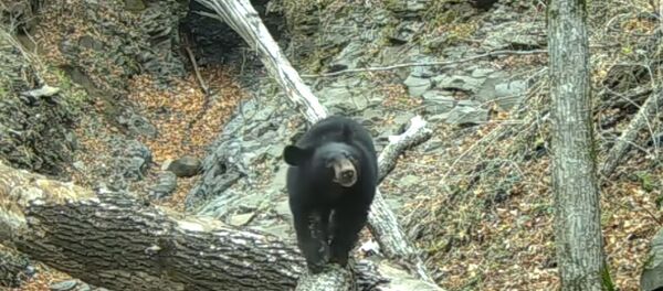 un ours - Sputnik Afrique