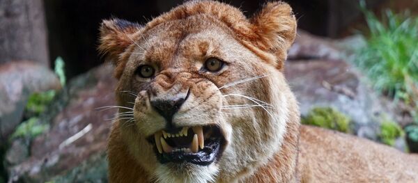 Un jeune lion - Sputnik Afrique