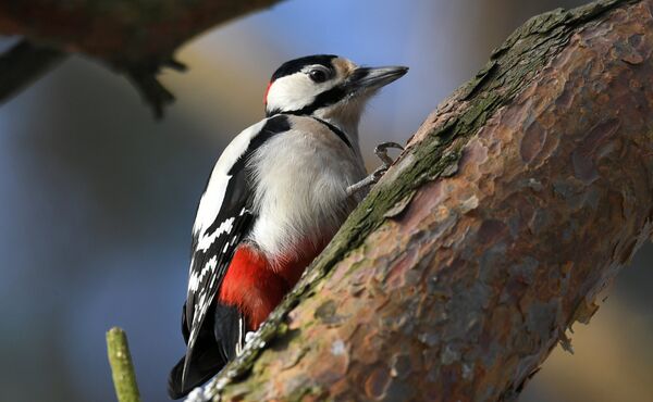 Un pic sur un arbre - Sputnik Afrique