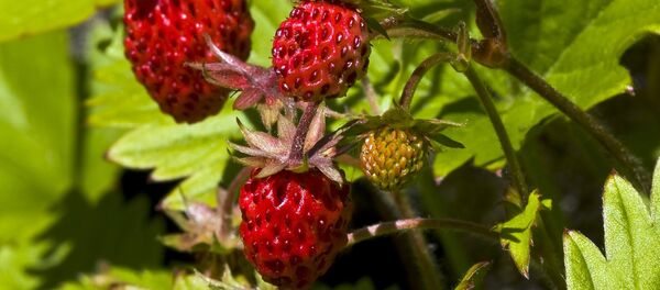 Земляника - Sputnik Afrique