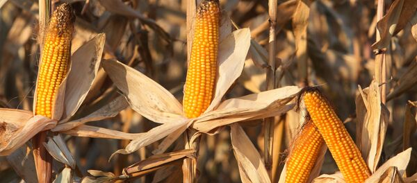 Un champ de mais - Sputnik Afrique