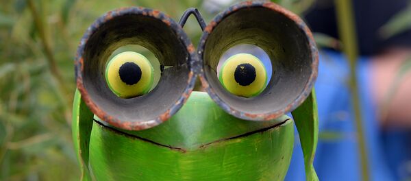 Une Tortue Ninja - Sputnik Afrique