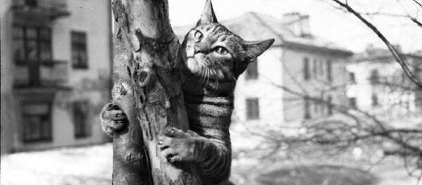 Ces animaux héros de la Grande Guerre patriotique - Sputnik Afrique