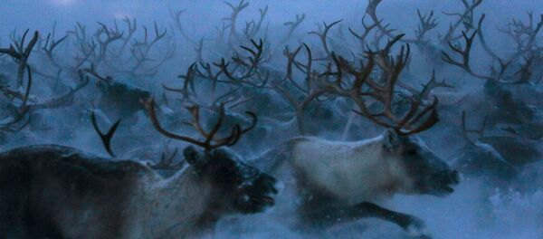 des rennes - Sputnik Afrique