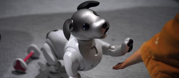A guest plays with Sony Corp.'s new Aibo robot dog at its showroom in Tokyo (File) - Sputnik Afrique